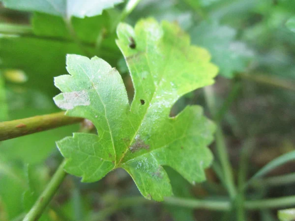 Blätter Laub Und Grüne Natur — Stockfoto