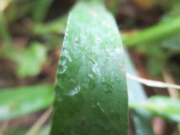 Leaves Foliage Green Nature — Stock Photo, Image