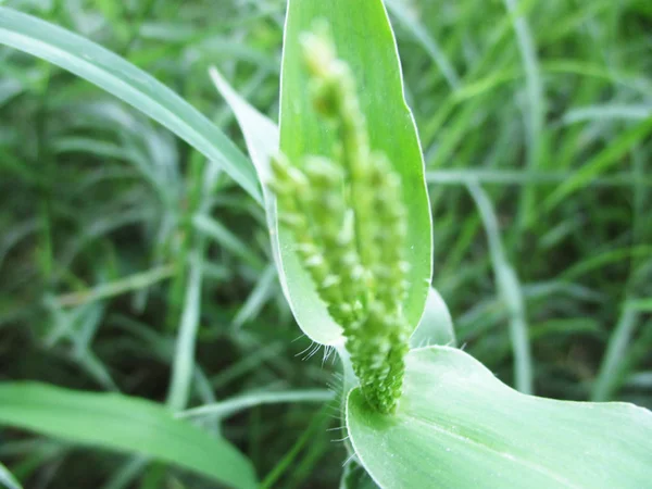 Folhas Folhagem Natureza Verde — Fotografia de Stock