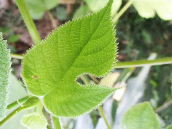 Foglie Fogliame Natura Verde — Foto Stock