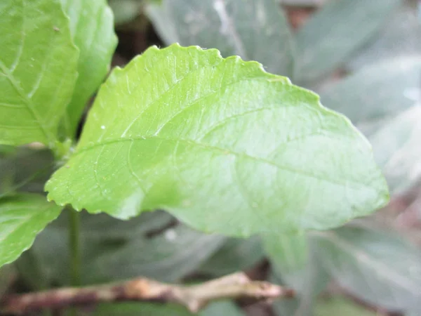 Foglie Fogliame Natura Verde — Foto Stock