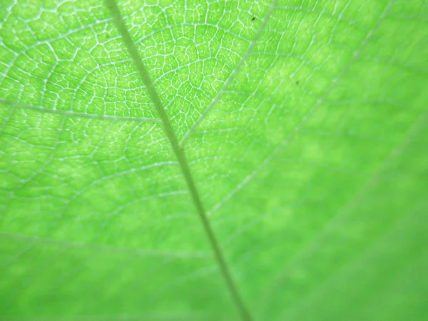 Yapraklar, yapraklar ve yeşil doğa