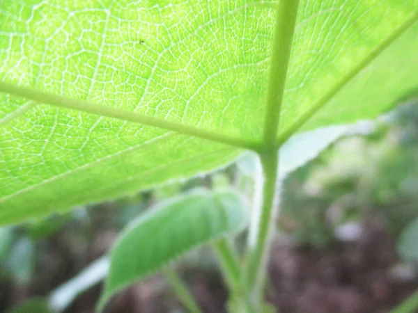 Leaves Foliage Green Nature — Stock Photo, Image