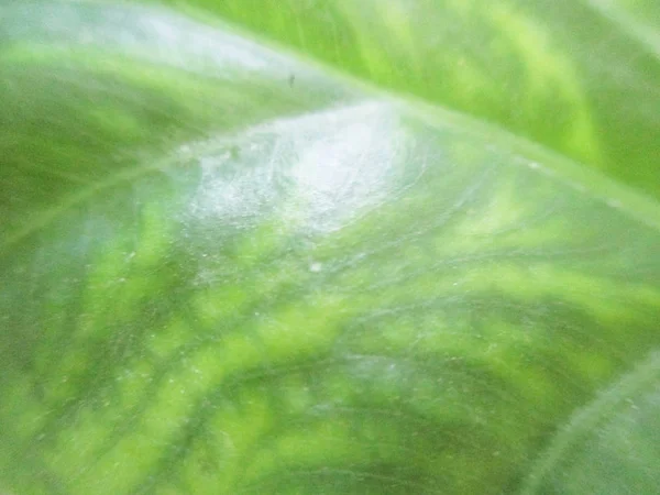 Blad Lövverk Och Grön Natur — Stockfoto