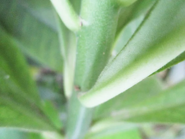 Foglie Fogliame Natura Verde — Foto Stock