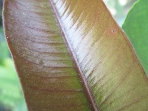 Blätter Laub Und Grüne Natur — Stockfoto