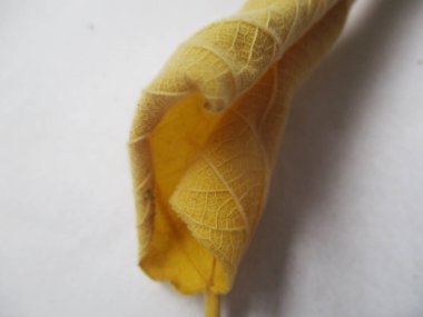 beyaz izole arka plan üzerinde sonbahar sonbahar yaprakları