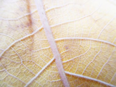 beyaz izole arka plan üzerinde sonbahar sonbahar yaprakları