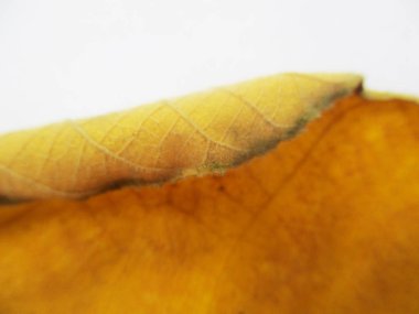 beyaz izole arka plan üzerinde sonbahar sonbahar yaprakları