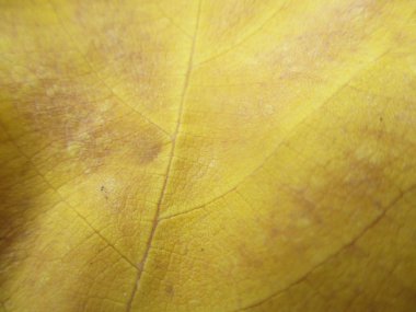 beyaz izole arka plan üzerinde sonbahar sonbahar yaprakları