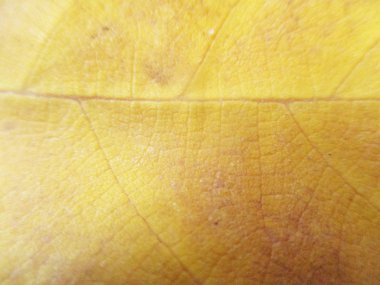 beyaz izole arka plan üzerinde sonbahar sonbahar yaprakları