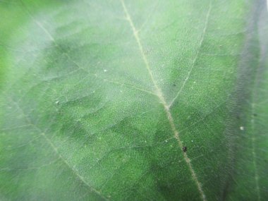 beyaz izole arka plan üzerinde sonbahar sonbahar yaprakları