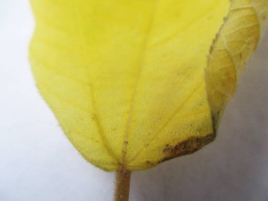 beyaz izole arka plan üzerinde sonbahar sonbahar yaprakları