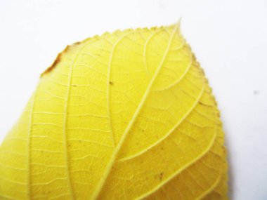 beyaz izole arka plan üzerinde sonbahar sonbahar yaprakları