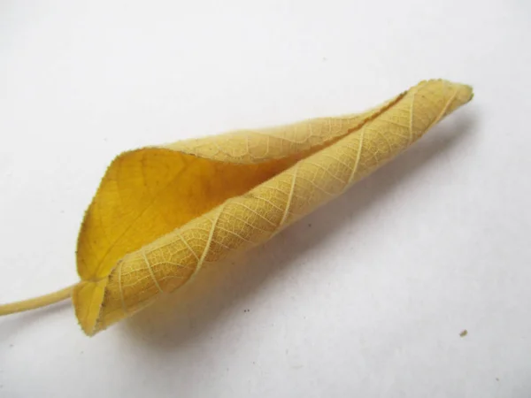 autumn  fall leaves on white isolated background