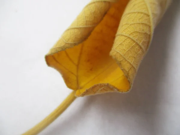 Otoño Otoño Hojas Sobre Fondo Blanco Aislado — Foto de Stock