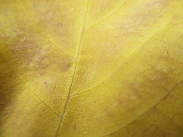 beyaz izole arka plan üzerinde sonbahar sonbahar yaprakları