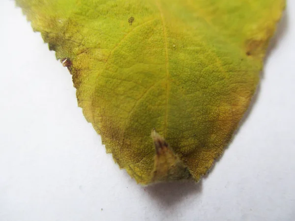 Autunno Autunno Foglie Sfondo Bianco Isolato — Foto Stock