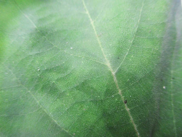 beyaz izole arka plan üzerinde sonbahar sonbahar yaprakları