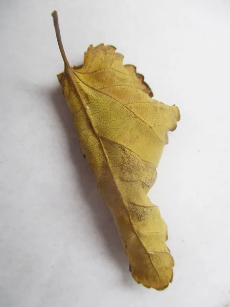 autumn  fall leaves on white isolated background