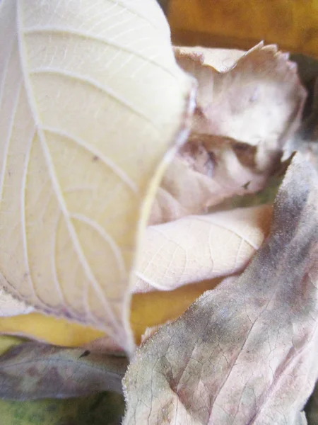 beyaz izole arka plan üzerinde sonbahar sonbahar yaprakları