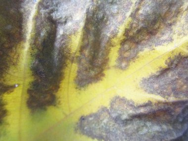 beyaz izole arka plan üzerinde sonbahar sonbahar yaprakları