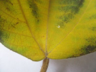 beyaz izole arka plan üzerinde sonbahar sonbahar yaprakları