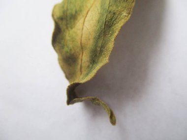 beyaz izole arka plan üzerinde sonbahar sonbahar yaprakları