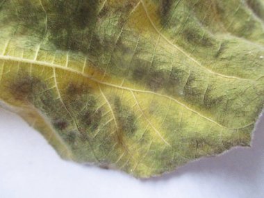 beyaz izole arka plan üzerinde sonbahar sonbahar yaprakları