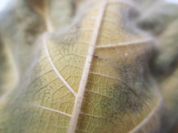 Осенью Листья Белом Изолированном Фоне — стоковое фото