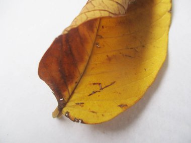 beyaz izole arka plan üzerinde sonbahar sonbahar yaprakları