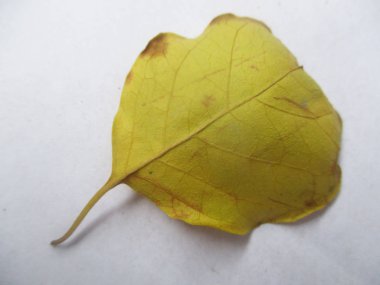 beyaz izole arka plan üzerinde sonbahar sonbahar yaprakları