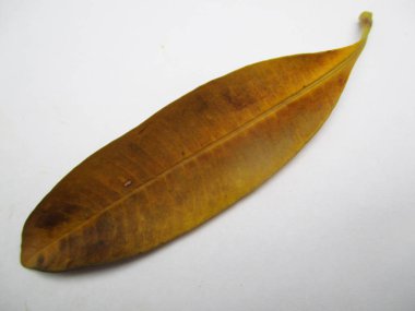 beyaz izole arka plan üzerinde sonbahar sonbahar yaprakları