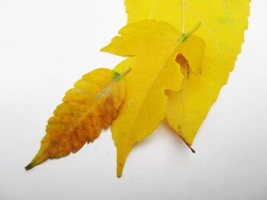 beyaz izole arka plan üzerinde sonbahar sonbahar yaprakları
