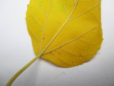 beyaz izole arka plan üzerinde sonbahar sonbahar yaprakları