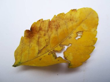 beyaz izole arka plan üzerinde sonbahar sonbahar yaprakları