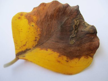 beyaz izole arka plan üzerinde sonbahar sonbahar yaprakları