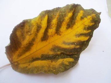 beyaz izole arka plan üzerinde sonbahar sonbahar yaprakları