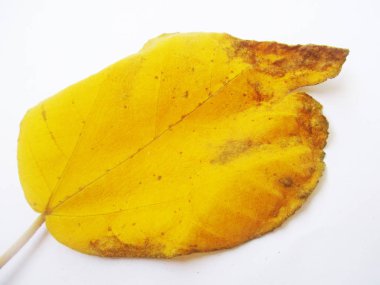 beyaz izole arka plan üzerinde sonbahar sonbahar yaprakları