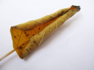 beyaz izole arka plan üzerinde sonbahar sonbahar yaprakları