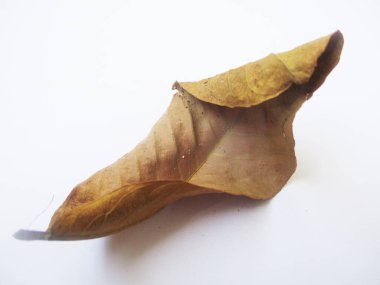 beyaz izole arka plan üzerinde sonbahar sonbahar yaprakları