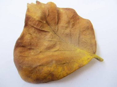 beyaz izole arka plan üzerinde sonbahar sonbahar yaprakları