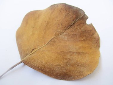 beyaz izole arka plan üzerinde sonbahar sonbahar yaprakları