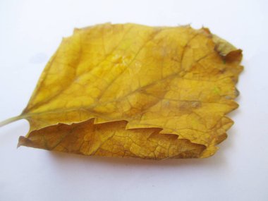 beyaz izole arka plan üzerinde sonbahar sonbahar yaprakları