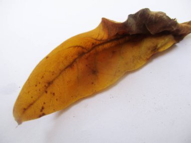 beyaz izole arka plan üzerinde sonbahar sonbahar yaprakları