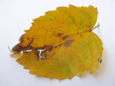 beyaz izole arka plan üzerinde sonbahar sonbahar yaprakları