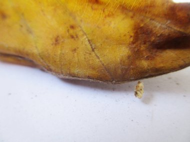 beyaz izole arka plan üzerinde sonbahar sonbahar yaprakları