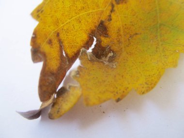 beyaz izole arka plan üzerinde sonbahar sonbahar yaprakları