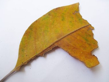 beyaz izole arka plan üzerinde sonbahar sonbahar yaprakları