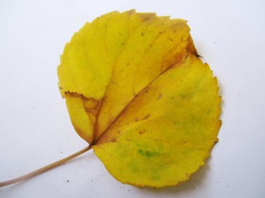 beyaz izole arka plan üzerinde sonbahar sonbahar yaprakları